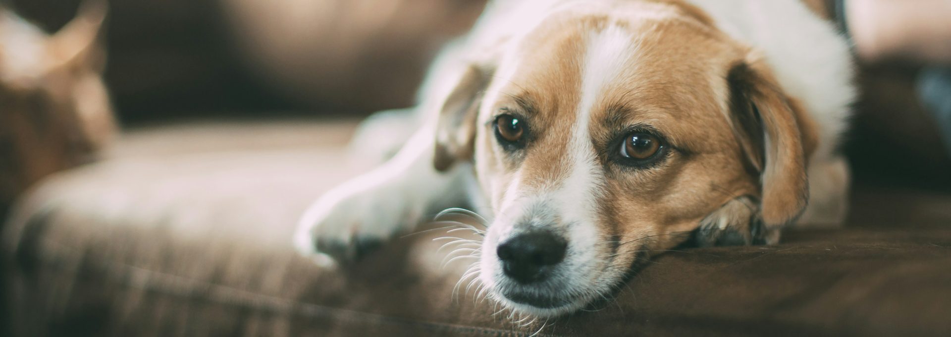 selective focused of brown dog lying on sofa