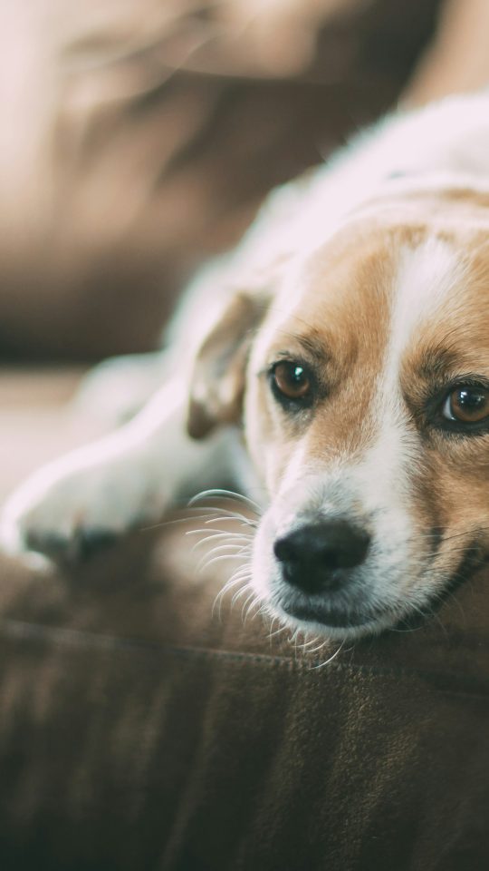 selective focused of brown dog lying on sofa